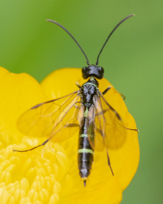Sawfly - Cephus spinipes poss 02-06-22.jpg