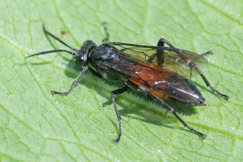 Sawfly - Macrophya annulata 02-06-22.jpg