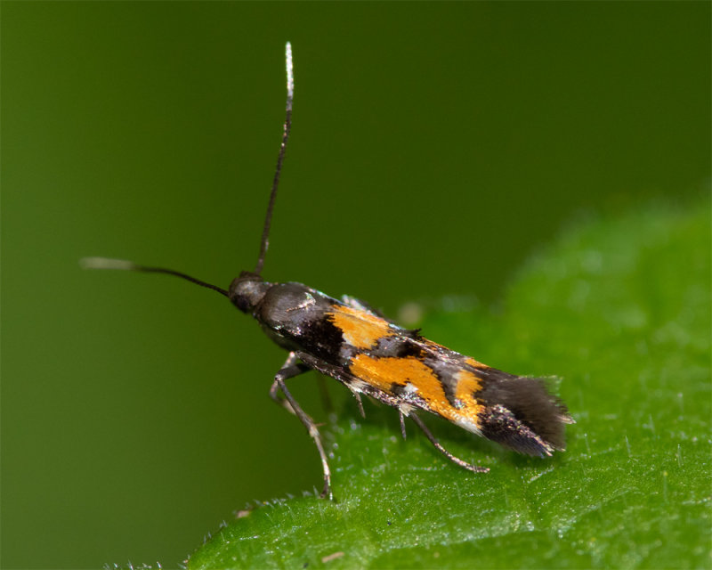 Moth - Mompha locupletella 02-06-22.jpg