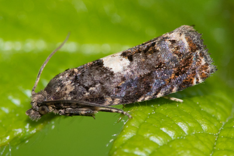 Moth - Epiblema cirsiana 02-06-22.jpg