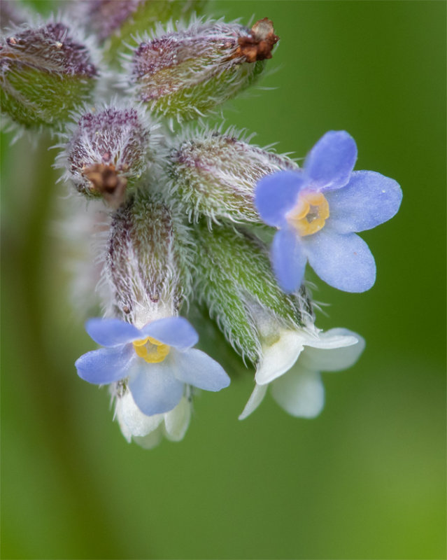 Changing Forget-me-not - Myosotis discolor - Watkins Wood 02-06-22.jpg