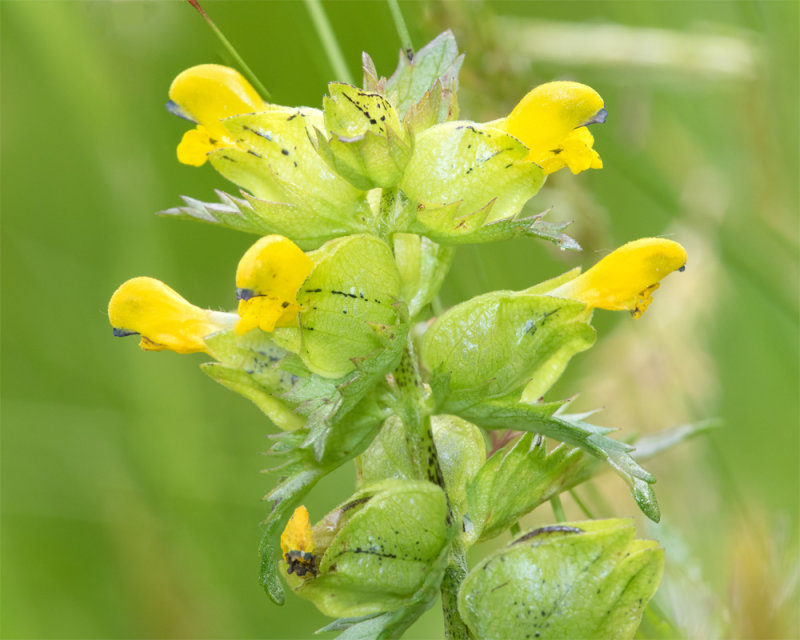 Yellow Rattle - Rhinanthus minor - Watkins Wood 02-06-22.jpg