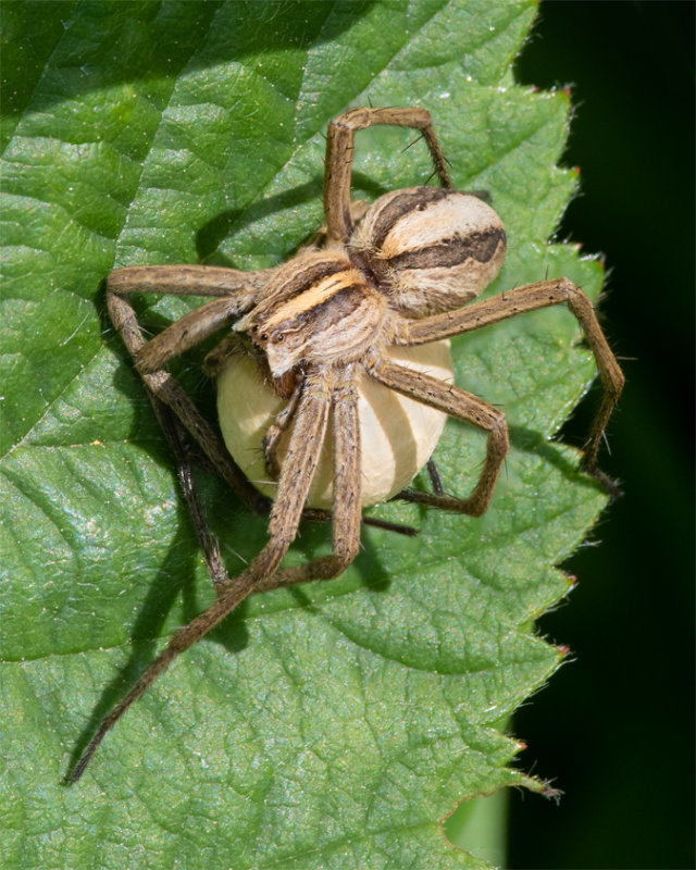 Pisaura mirabilis with egg sac 02-06-22.jpg