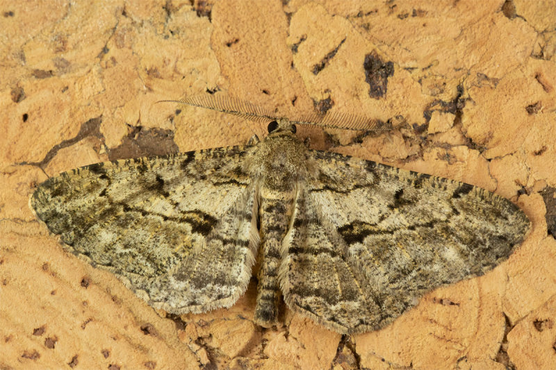 Great Oak Beauty - Hypomecis roboraria 03-06-22.jpg