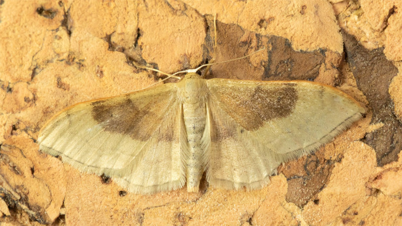 Portland Ribbon Wave - Idaea degeneraria 03-06-22.jpg