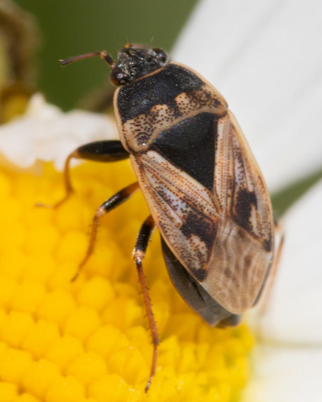 Groundbug - Trapezonotus ullrichi 06-06-22.jpg