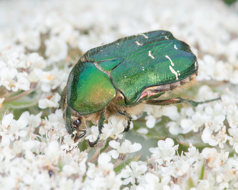 Rose Chafer - Cetonia aurata 06-06-22.jpg