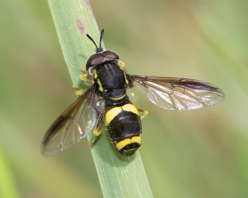 Chrysotoxum bicinctum m 06-06-22.jpg