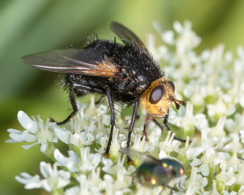 Tachina grossa 06-06-22.jpg