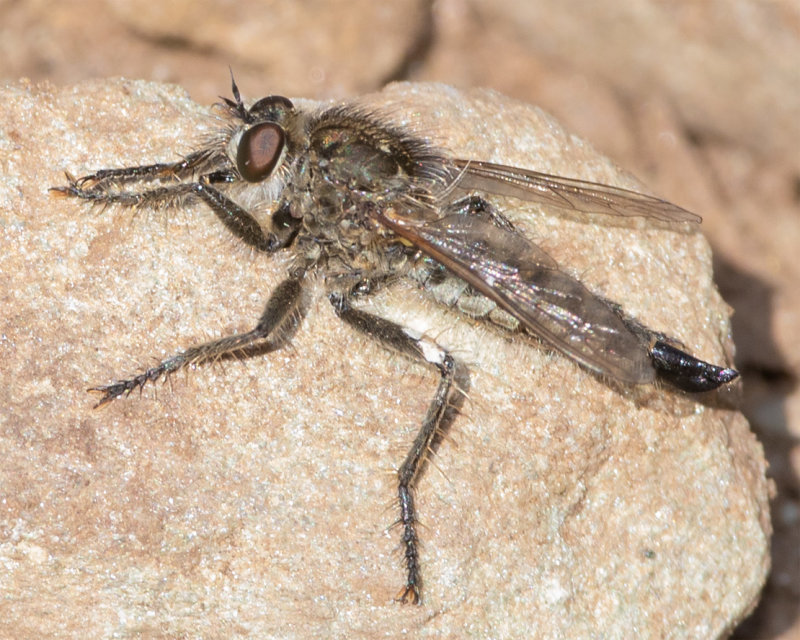 Fan-bristled Robberfly - Dysmachus trigonus f poss 06-06-22.jpg