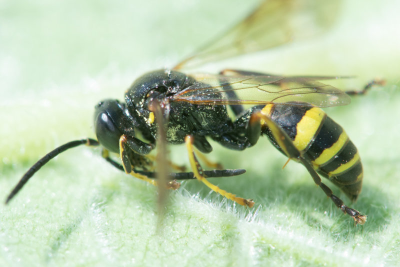 Digger Wasp - Gorytes laticinctus poss 06-06-22 side.jpg