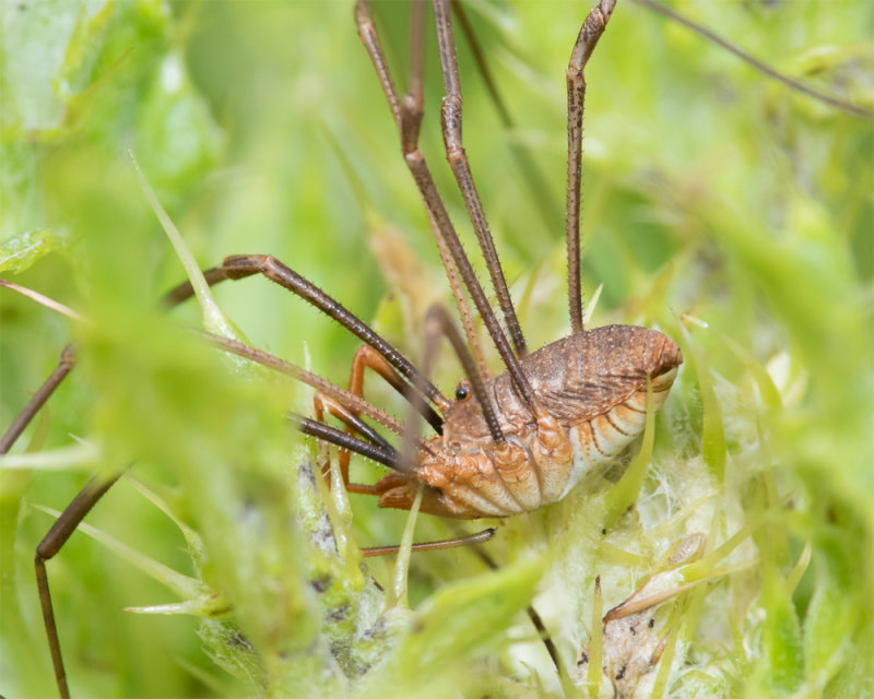 Harvestman - Phalangium opilio m 10-06-22.jpg