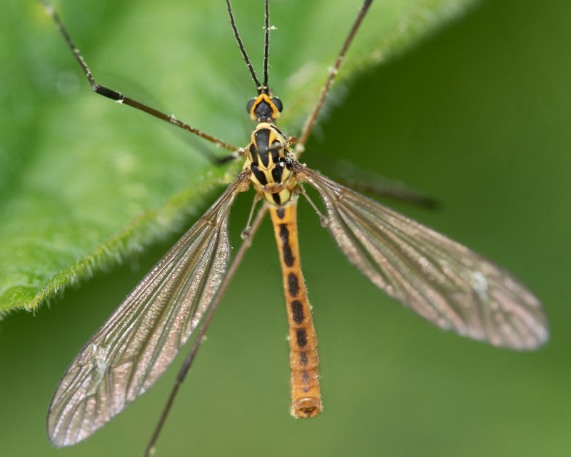 Cranefly - Nephrotoma flavescens m 10-06-22.jpg