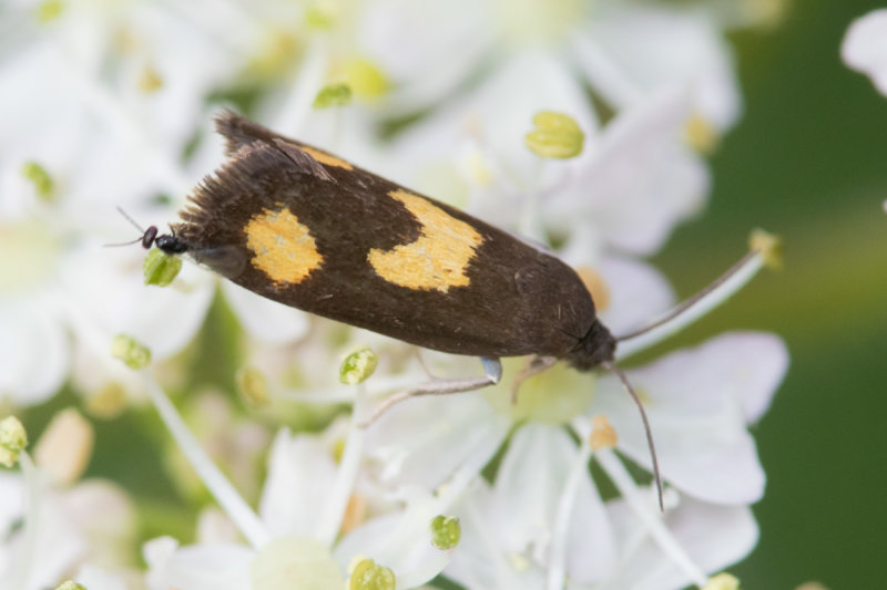 Pammene aurana 10-06-22.jpg