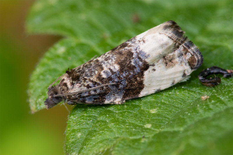 Plum Tortrix - Hedya pruniana 10-06-22.jpg