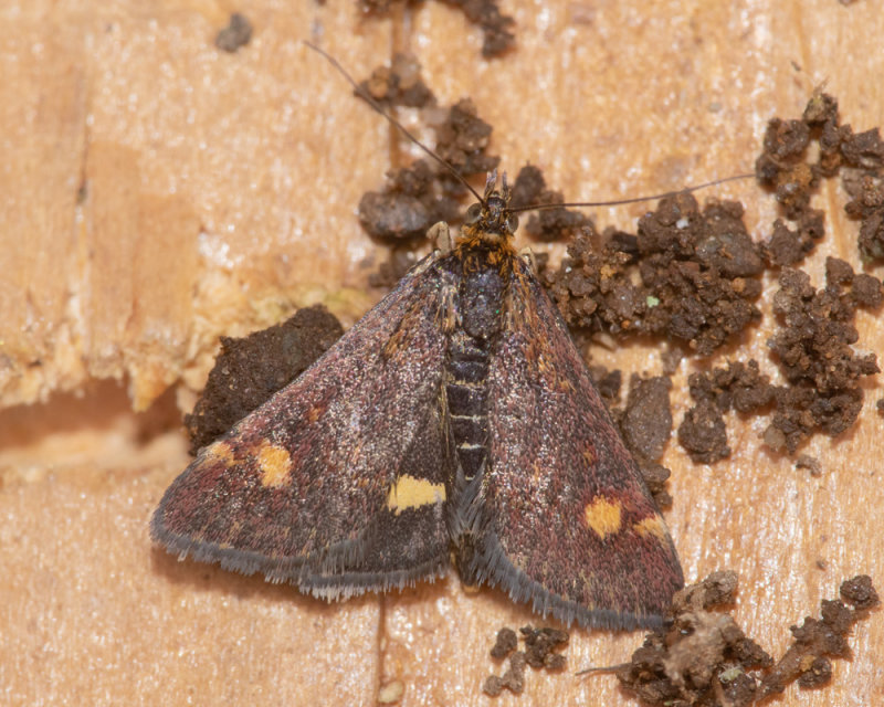 Small Purple & Gold/Mint Moth - Pyrausta aurata 10-06-22.jpg