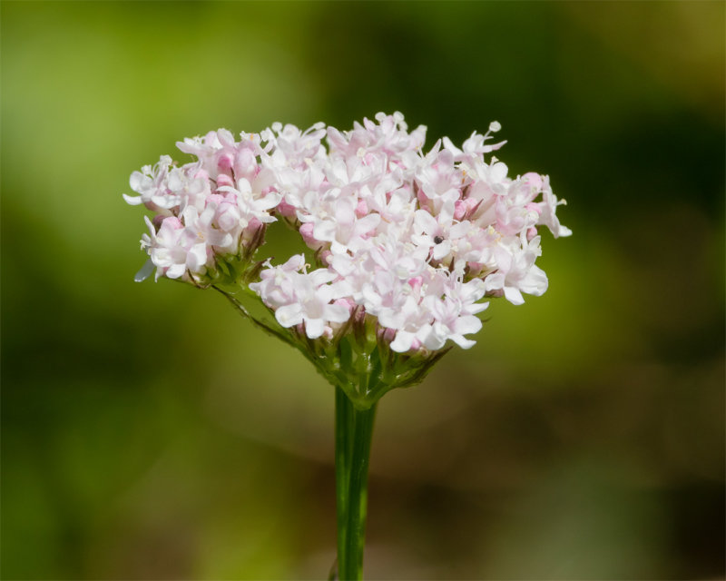 Common Valerian - Valeriana officinalis - Aveton Wood 28-05-22.jpg