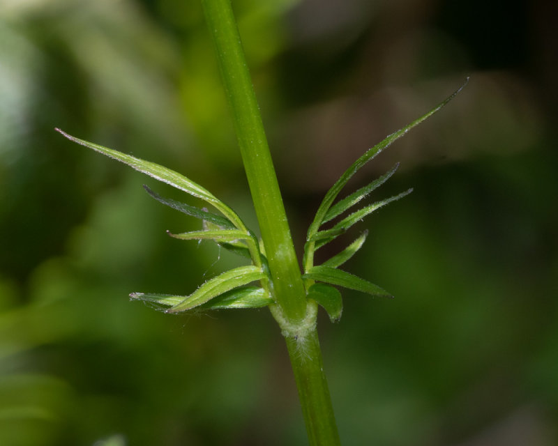 Common Valerian - Valeriana officinalis - stem 28-05-22.jpg