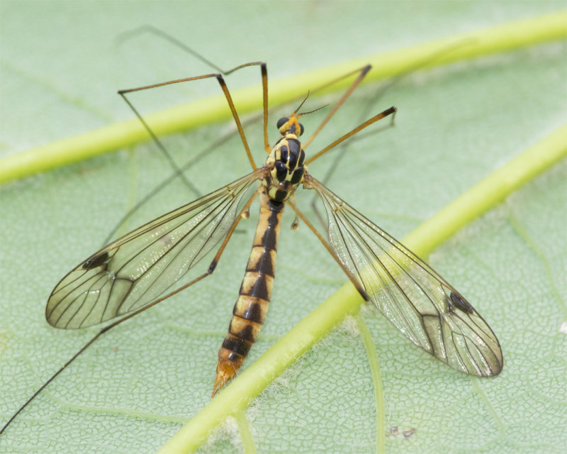 Cranefly - Nephrotoma quadrifaria f 12-06-22.jpg
