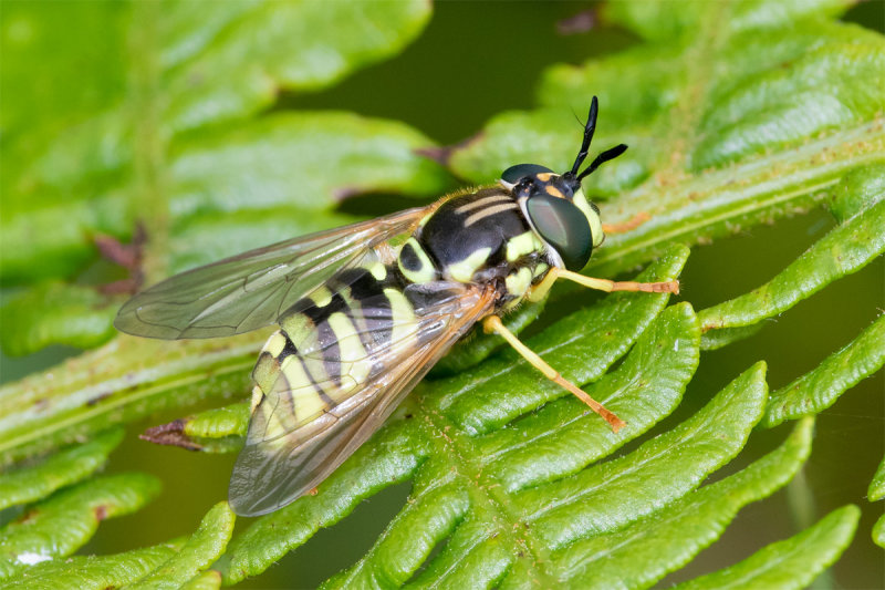 Chrysotoxum elegans m 13-06-22.jpg