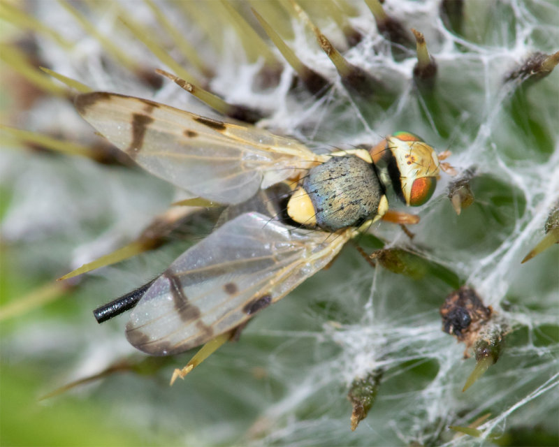 Urophora stylata 13-06-22.jpg