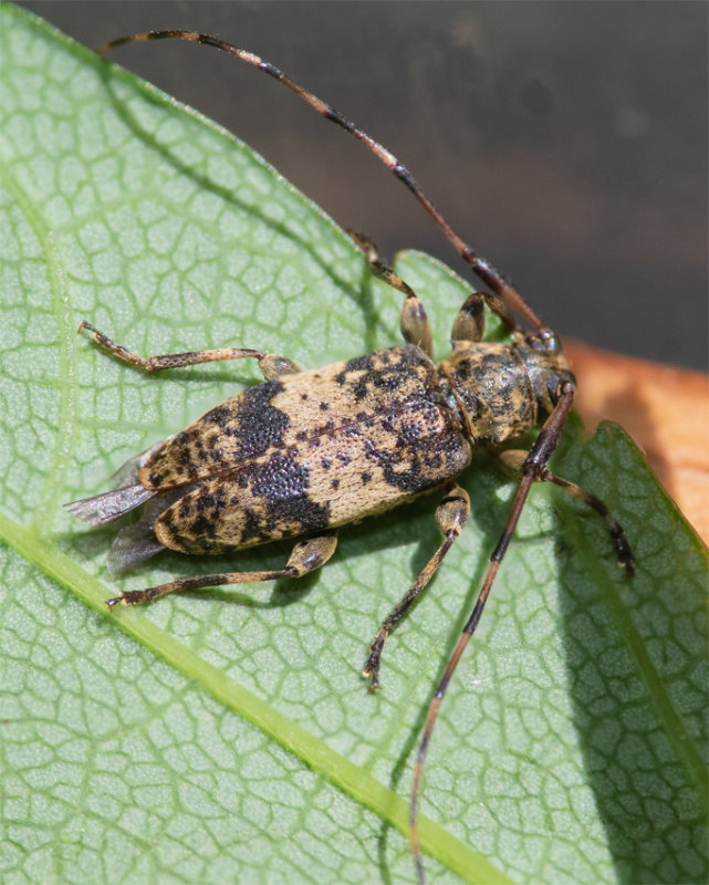 Black-clouded Longhorn Beetle - Leiopus nebulosus/linnei 15-06-22.jpg