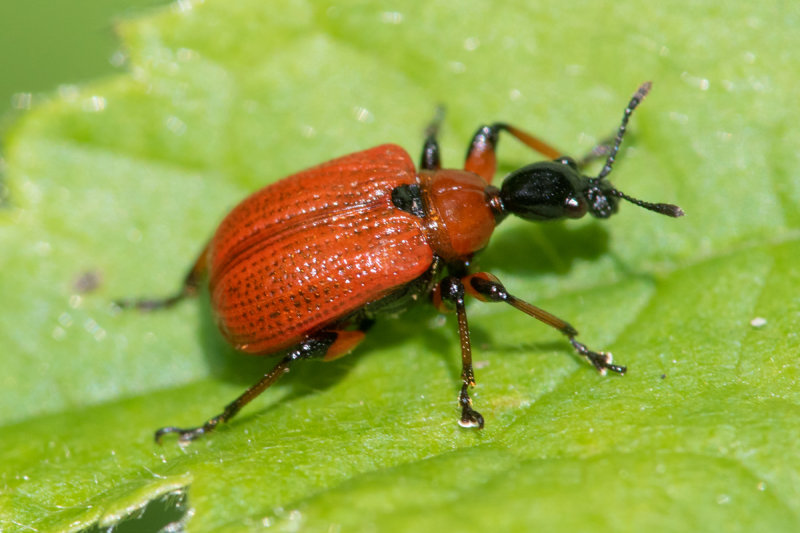 Hazel Leaf Roller - Apoderus coryli 15-06-22.jpg
