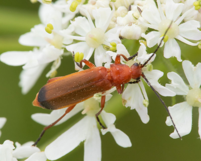 Common Red Soldier Beetle - Rhagonycha fulva 16-06-22.jpg