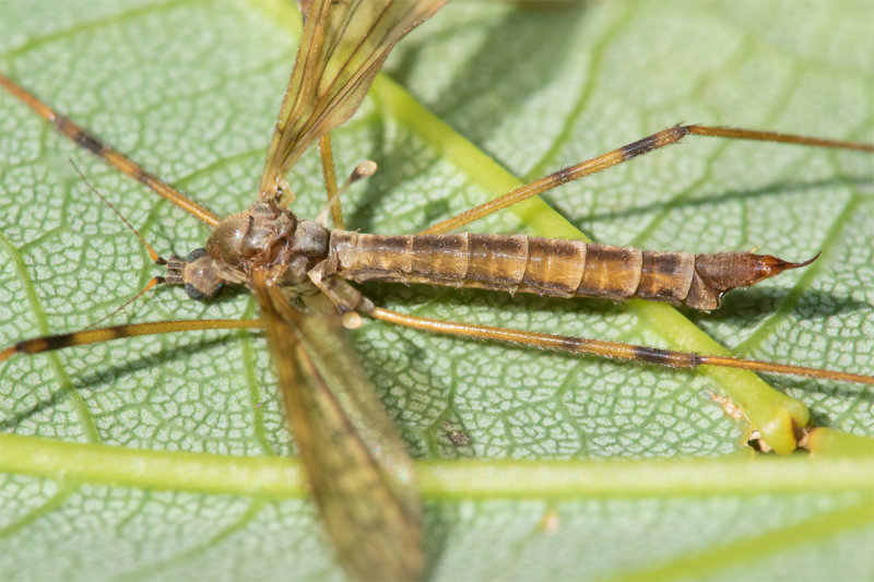 16-06-22 Cranefly - Epiphragma ocellare f side.jpg