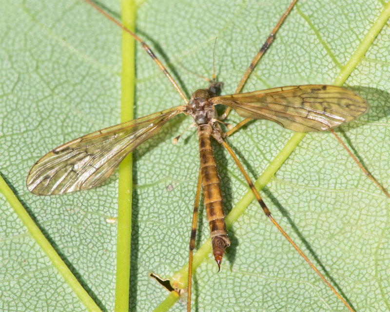 16-06-22 Cranefly - Epiphragma ocellare f.jpg