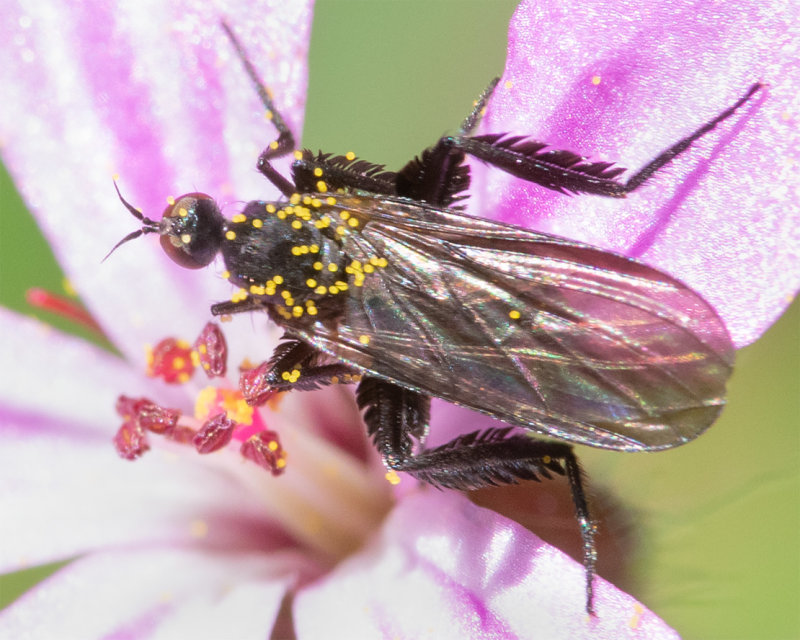 16-06-22 Empis pennipes.jpg
