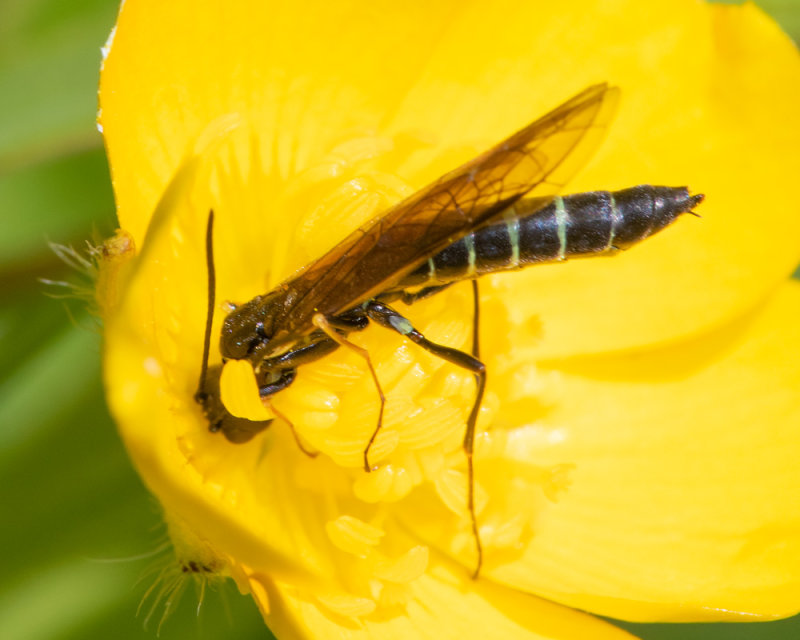 Sawfly - Calameuta filiformis 17-06-22.jpg