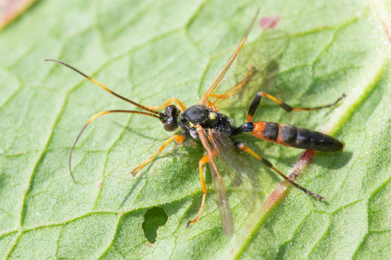 Ichneumon sp 17-06-22.jpg