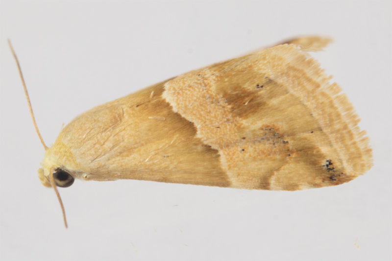 Small Marbled Moth - Eublemma parva 17-06-22.jpg