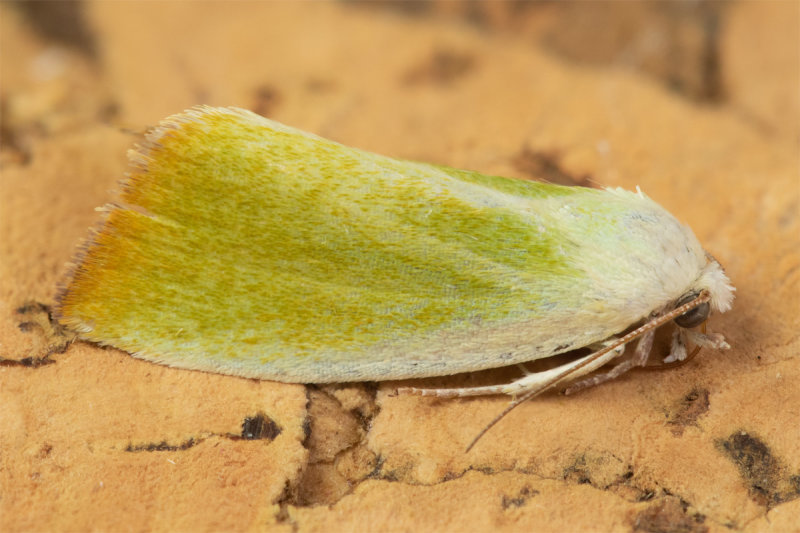 Cream-bordered Green Pea (Earias clorana) 17-06-22.jpg