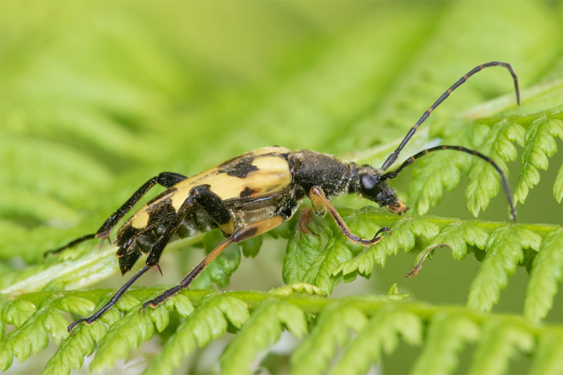 Black & Yellow Longhorn Beetle - Rutpela maculata 21-06-22.jpg