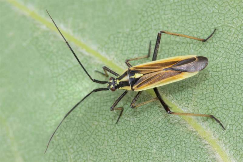 Meadow Plant Bug - Leptopterna  dolabrata 21-06-22.jpg