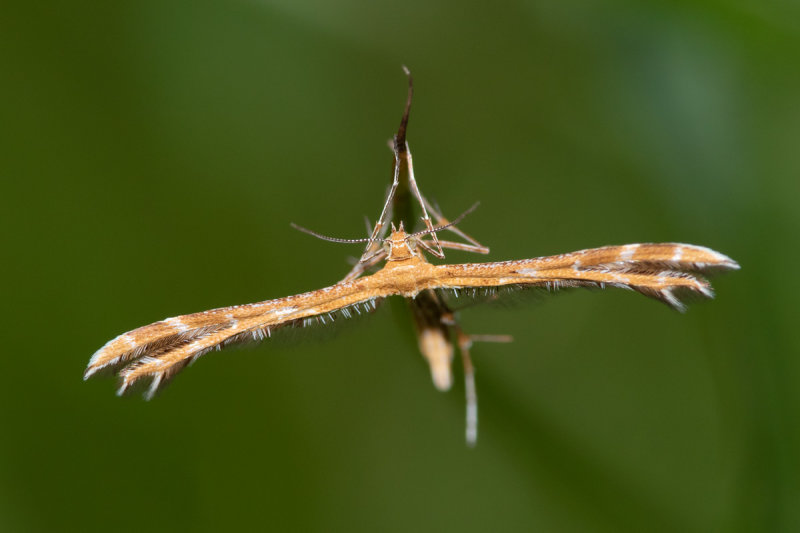 Breckland Plume Moth - Crombrugghia distans 21-06-22.jpg
