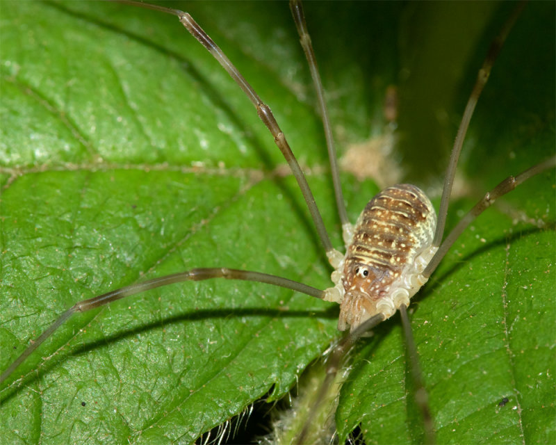 23-06-22 Harvestman - Opilio canestrinii.jpg