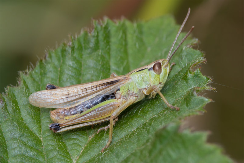 Meadow Grasshopper - Chorthippus parallelus 23-06-22.jpg