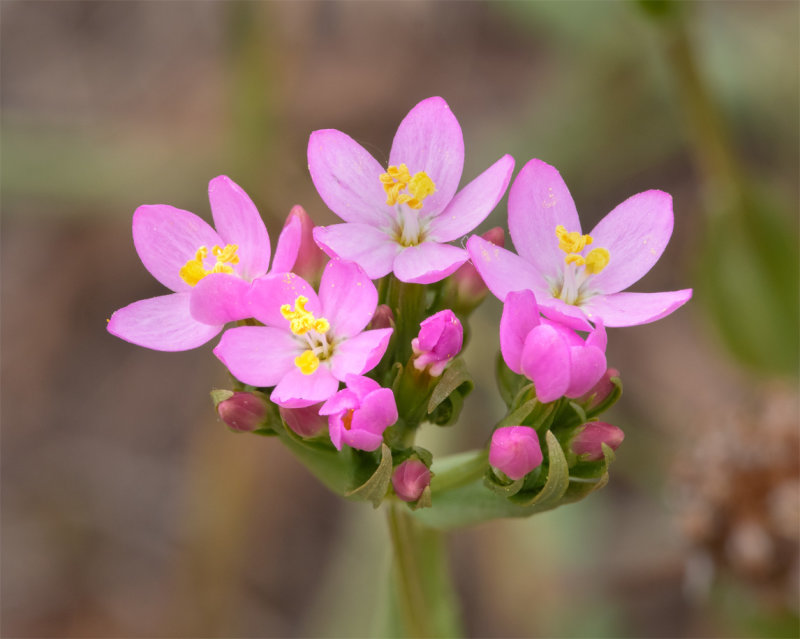 Common Centaury - Centaurium erythraea 23-06-22.jpg