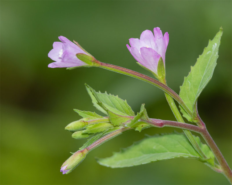 Week 24 - Willowherb.jpg