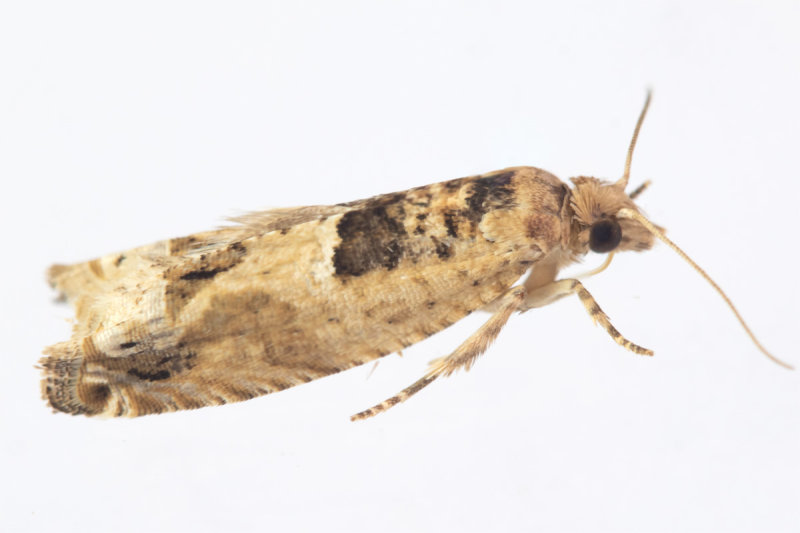 Eucosma campoliliana 17-06-22.jpg