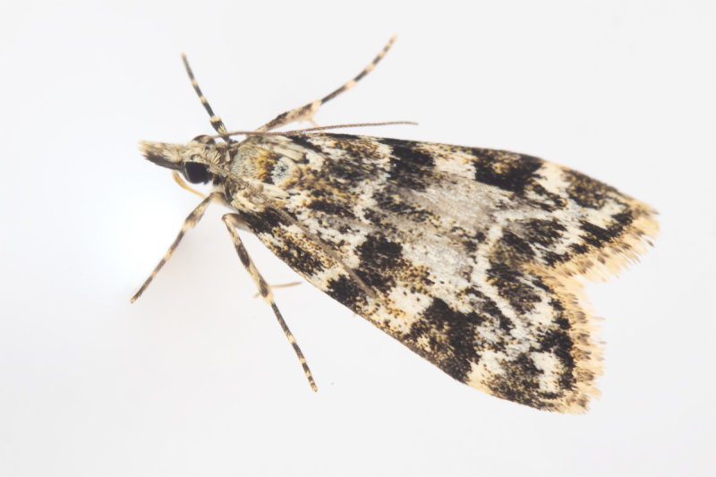 Eudonia delunella 17-06-22.jpg