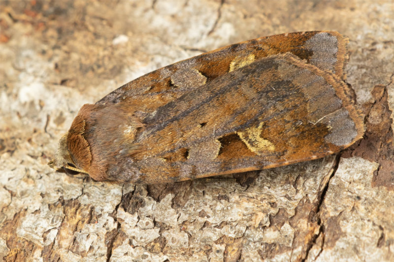 Purple Clay - Diarsia brunnea 26-06-22.jpg