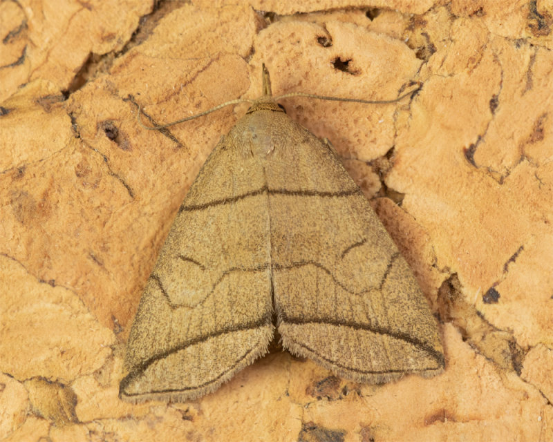 Small Fan-foot - Herminia grisealis 17-06-22.jpg