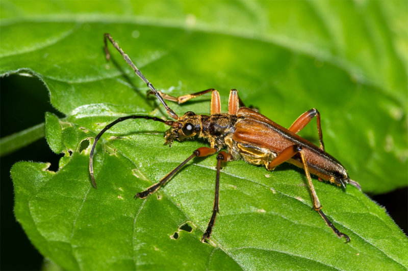 Variable Longhorn Beetle - Stenocorus meridianus 30-06-22.jpg