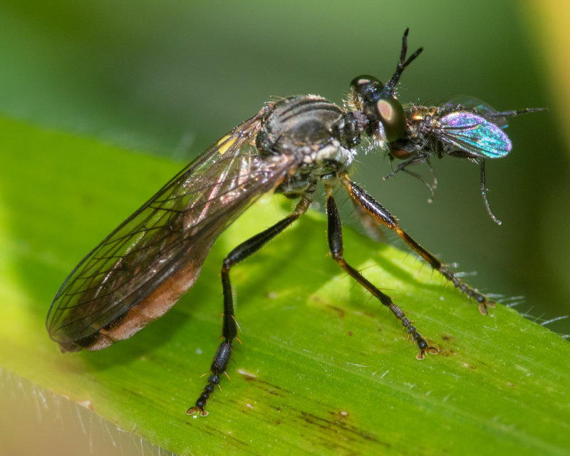 Stripe-legged Robberfly - Dioctria baumhaueri 01-07-22.jpg