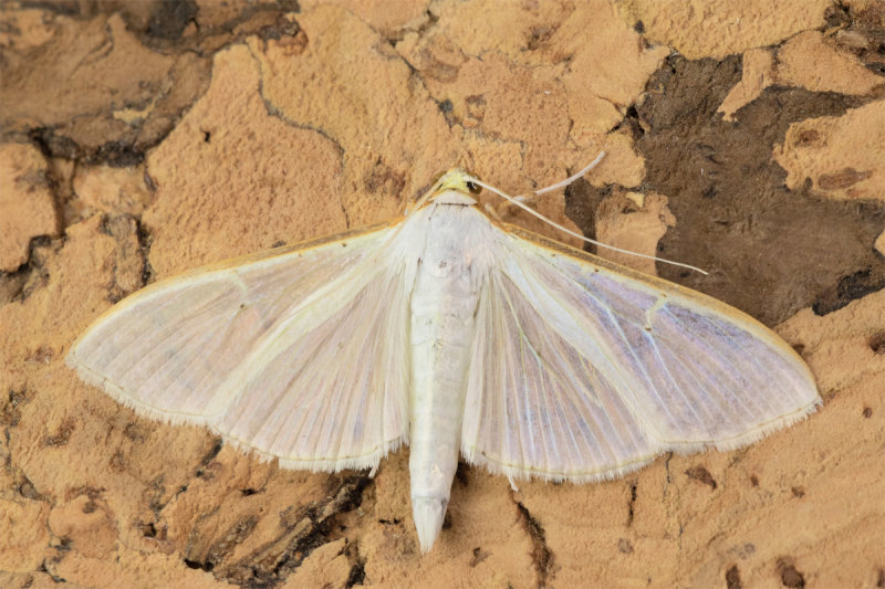 Micro Moth - Palpita vitrealis 01-07-22.jpg