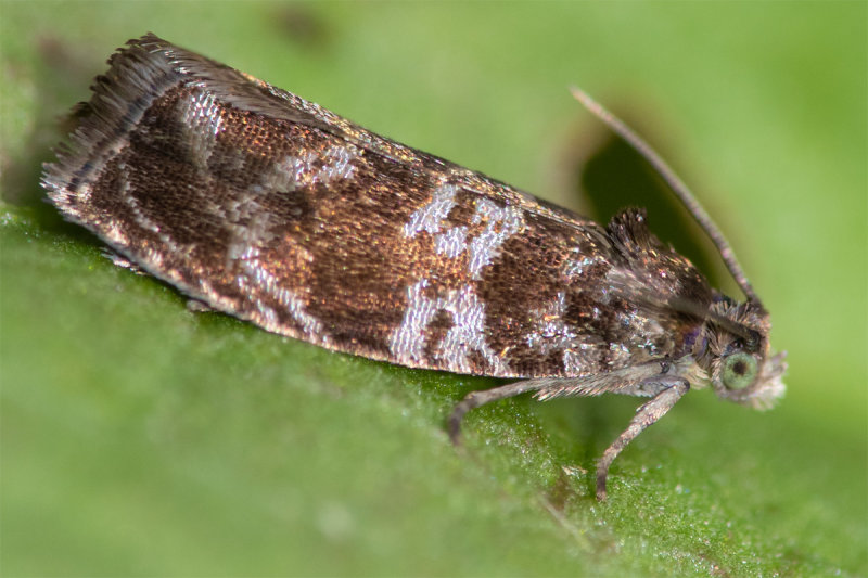 Micro Moth - Celypha cespitana/rivulana 30-06-22.jpg